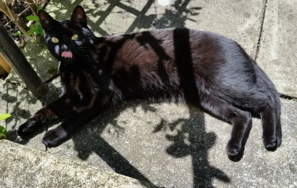 Kali
