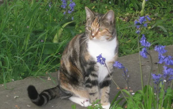 Nikita