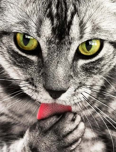 Hairballs