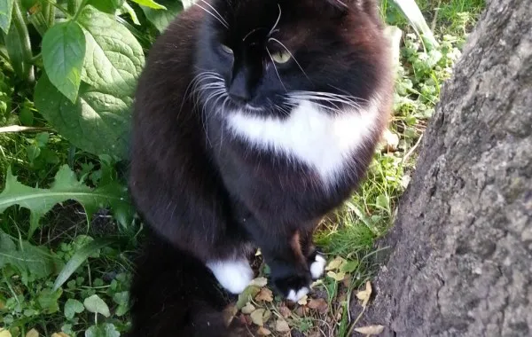 Julian